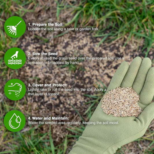 ๐ฑ Four Seasons Evergreen Dwarf Grass Seed | Create Your Perfect Lawn, Starting Here! 500GX2=1 KG BUY 1 GET 1 FREE