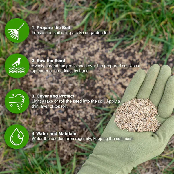 🌱 Four Seasons Evergreen Dwarf Grass Seed | Create Your Perfect Lawn, Starting Here! 500GX2=1 KG BUY 1 GET 1 FREE